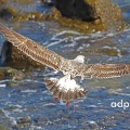 Azorean Gull 1st winter, (Larus michahellis atlantis) February,  Alan Prowse